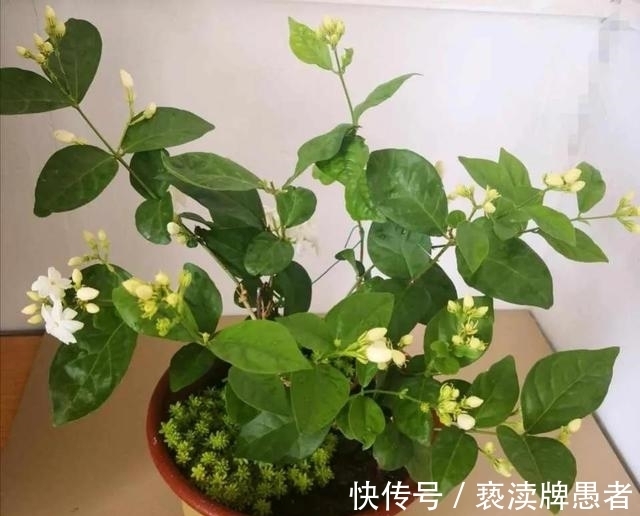 休眠期|大冷天养茉莉,学会“偷懒”,开春后,花骨朵叽里咕噜往外冒