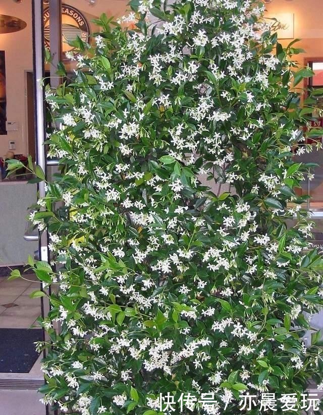 美的|一种极美的藤本植物,喜欢爬墙开茉莉花,名叫风车茉莉不养可惜了