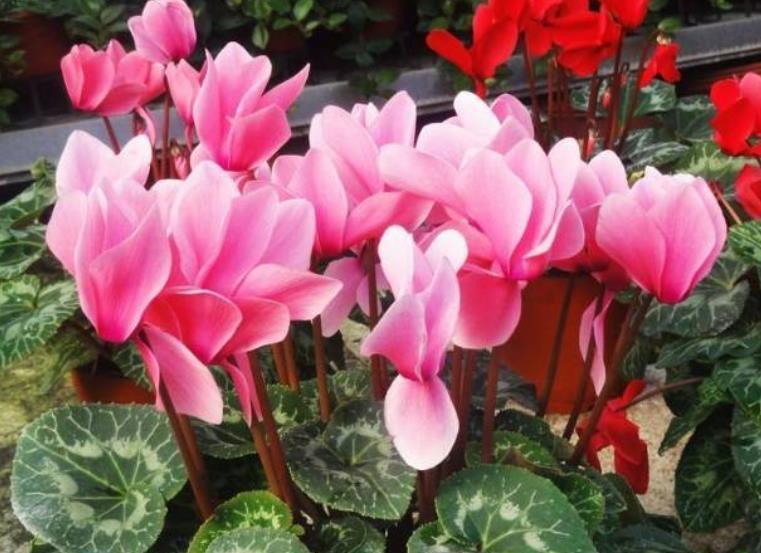 11月养花选它,娇美可爱像兔子,摆在窗边美极了,适合新手