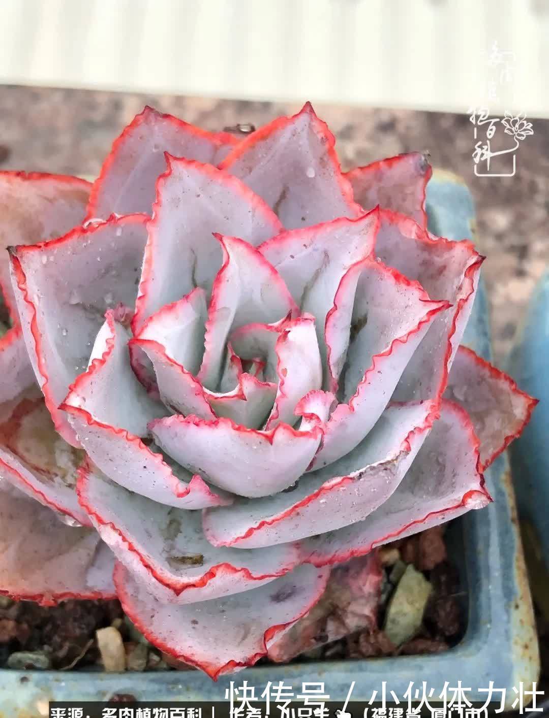 多肉,似星辰大海般的璀璨!