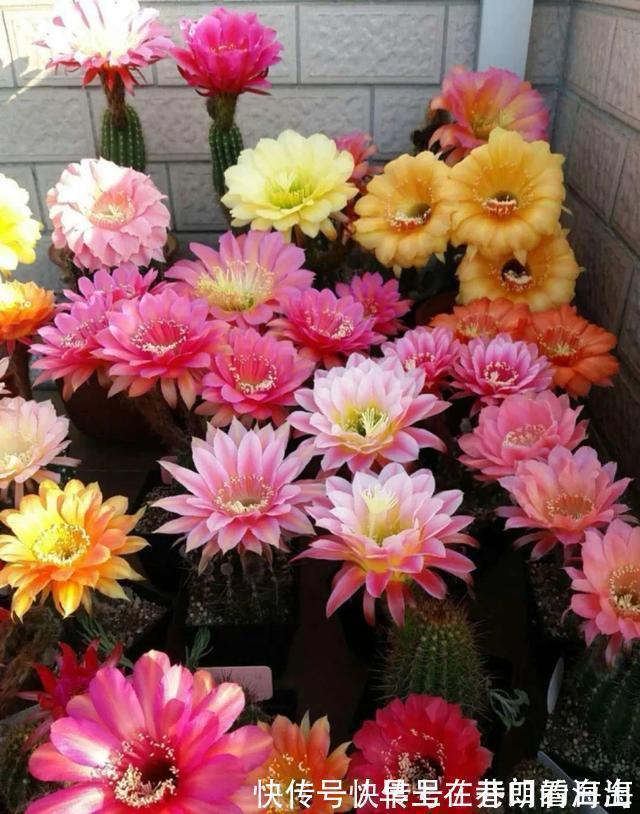 天冷|天冷了,15种漂亮花喜欢“大太阳”,多晒长得壮,花更多