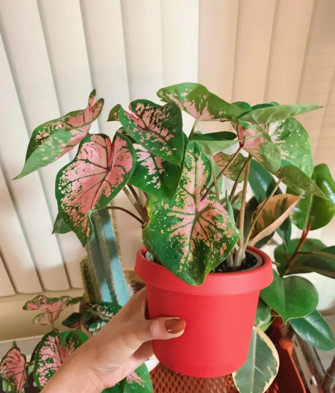 春羽|种健康花，家里养一盆，格调高寿命长，干净，健康，运气好