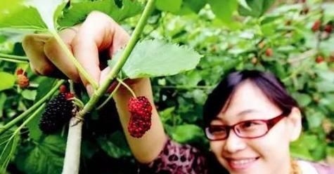 “三月桑葚赛人参”,桑葚真好吗?以下三种人不吃是对的