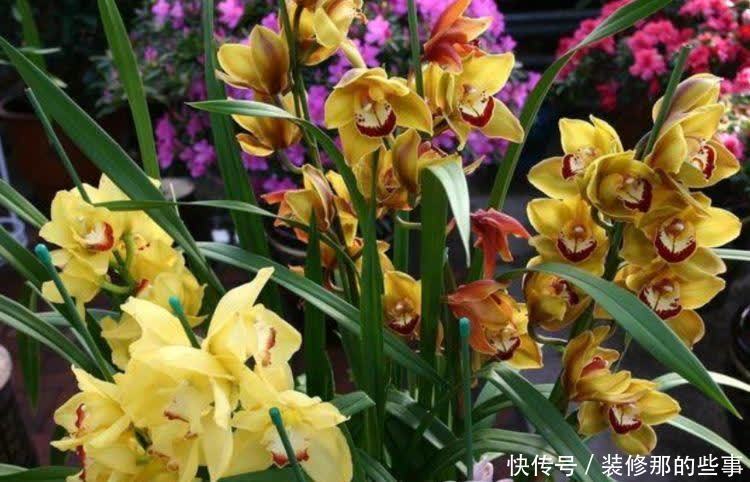 4种花自带财运,好养易活不招虫,一点散光就能蹭蹭长