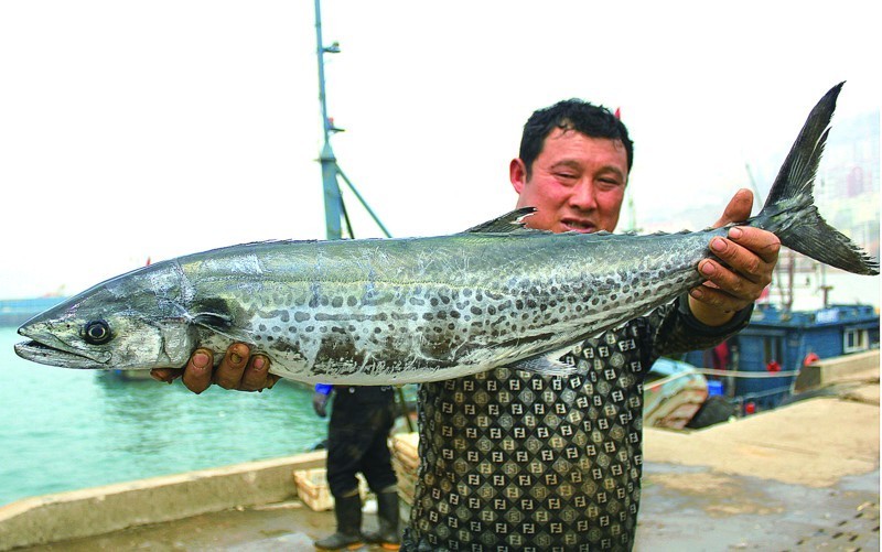 海鱼|喜欢吃鱼,推荐买这4种,目前不能人工养殖,肉质新鲜营养,好吃