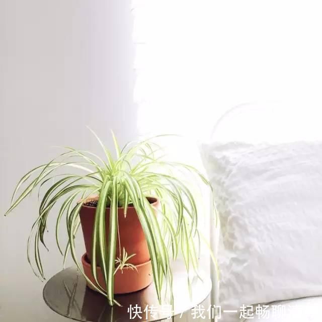 花都|把这些东西倒进花盆里,家里的花都长疯了!