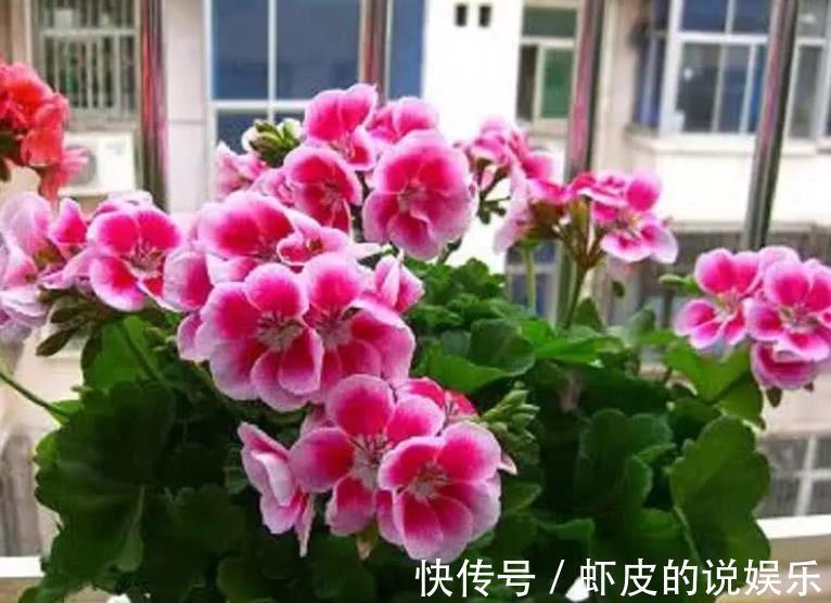 秋冬室内养花,2个要点要牢记,不然花花黄叶难过冬,别大意