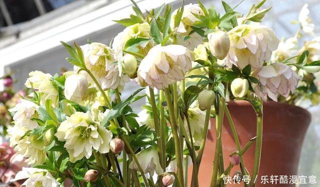 这3种花,零下20度冻不死,现在买一盆,新年不愁没花看