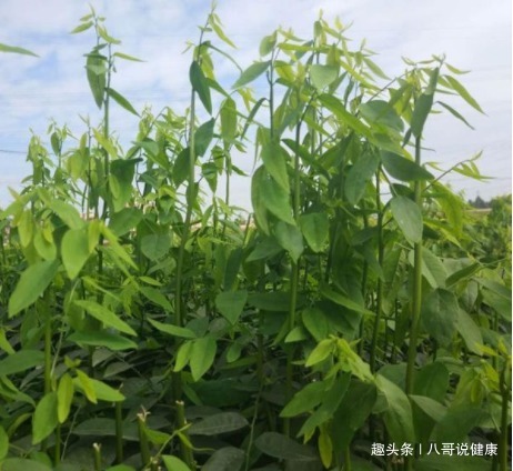 野菜|一种长树上的野菜,民间“美容菜”,医界“消炎药”,清热治头痛