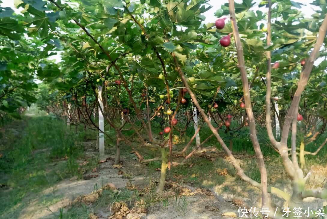 家里有院子，4种果树别嫌弃，好看好养活，比养花强