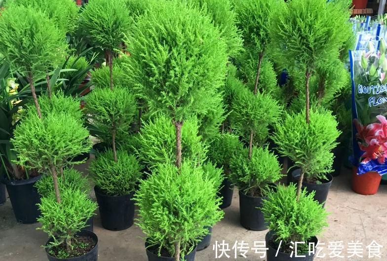 植株|家庭盆栽绿植选小香松，香味清新迷人，种植方法简单