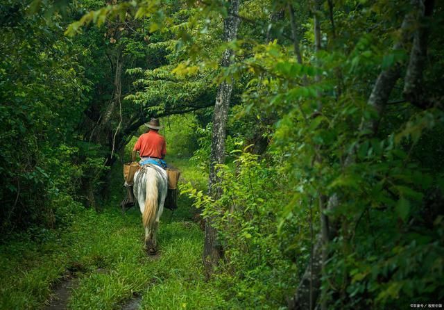 芳茵!农村牧童诗词18首绿色田园牧子悠,闲来牛背入眠休