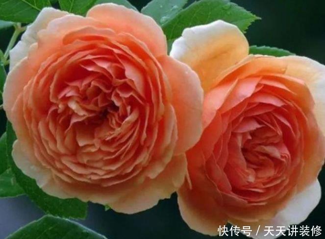 4款艳美的花卉,花大色艳花期长,美观又大气,花色艳丽灿烂无双