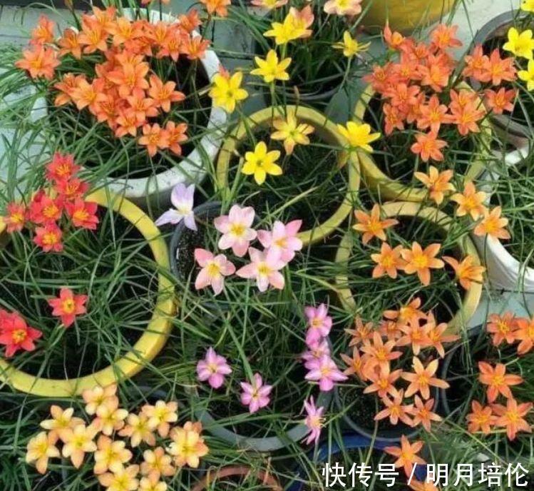 客厅|3种花被称为开花劳模，365天开花不断，花团锦簇，养在客厅美极了