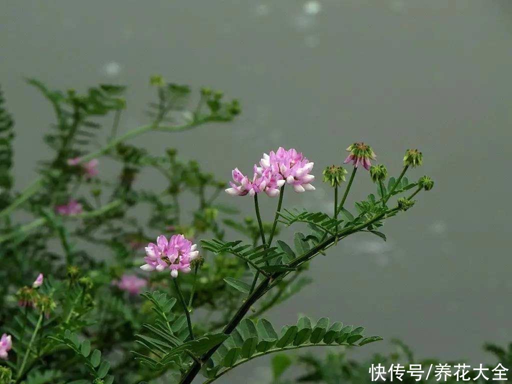 长在路边的小冠花，生长能力极强，每次开花一大片