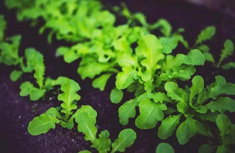 养花|总用泡沫箱养花种菜,好不好听听过来人怎么说