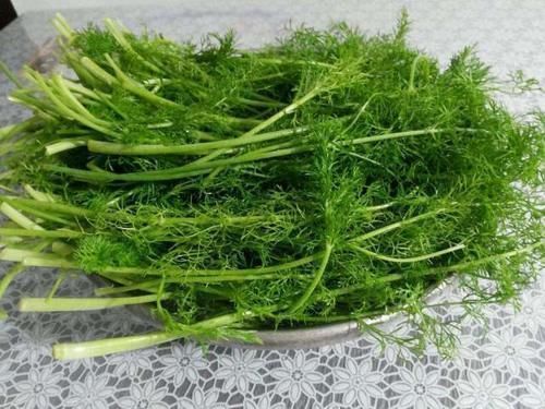 茴香|秋天包饺子，韭菜白菜靠边站，2块钱一斤，鲜香宜人，比韭菜还香