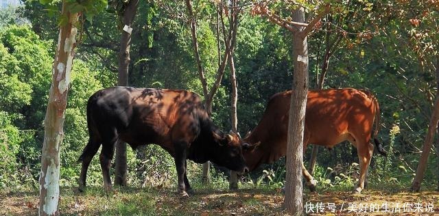 曹植|曹丕遇两牛打架，命曹植即兴赋诗，不成即斩，结果这首诗流传至今