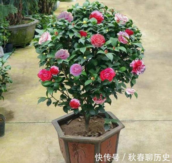 家中养3种“健康花”,种一次年年有花赏,花色鲜艳对身体好