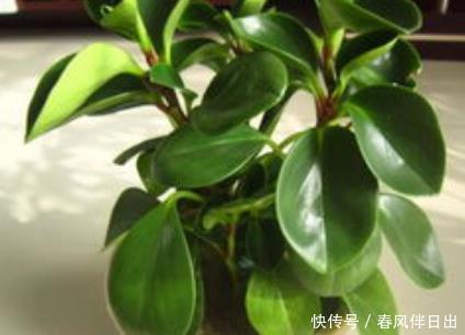 二手烟|这三种绿植堪称二手烟的天敌,居家养一盆,空气清新健康无忧