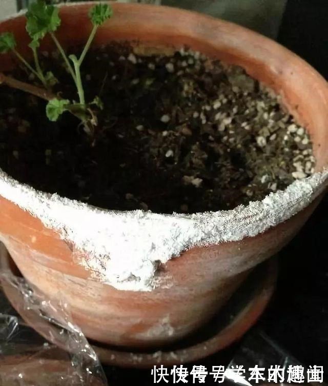 养花|养花的花土“泛白”,出现“结晶”,赶紧做这几步,小心死光光!
