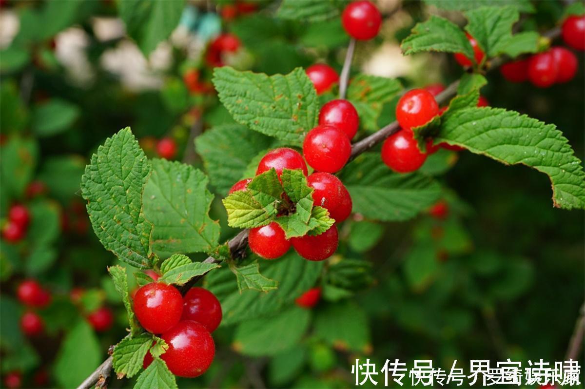 樱桃|农村山里一种“樱桃”,过去地上捡了随便吃,如今20元一斤吃不起