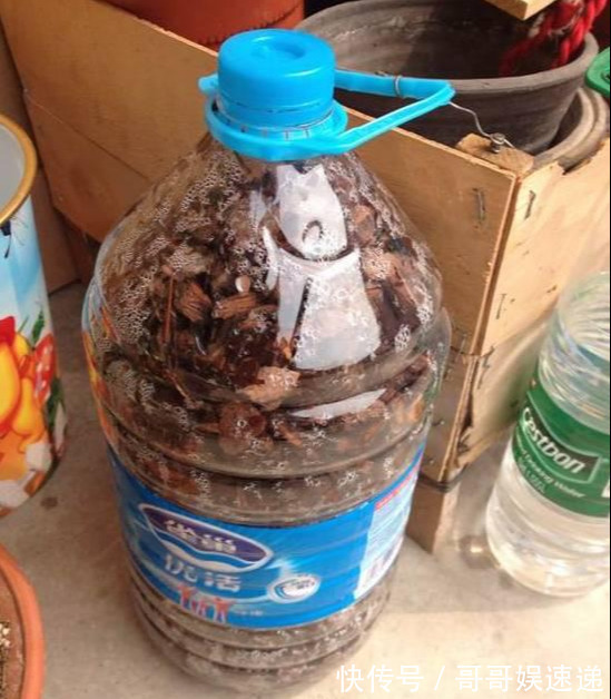 树皮|养花最怕烂根,盆底垫点料,盆土透气排水畅快,根粗叶绿开花勤