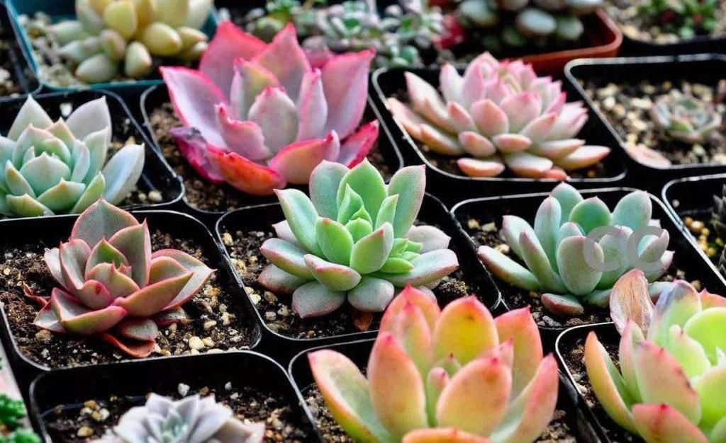 天气|如果天气突然降温。多肉怎么办?南北方法不同,大家可别搞混了