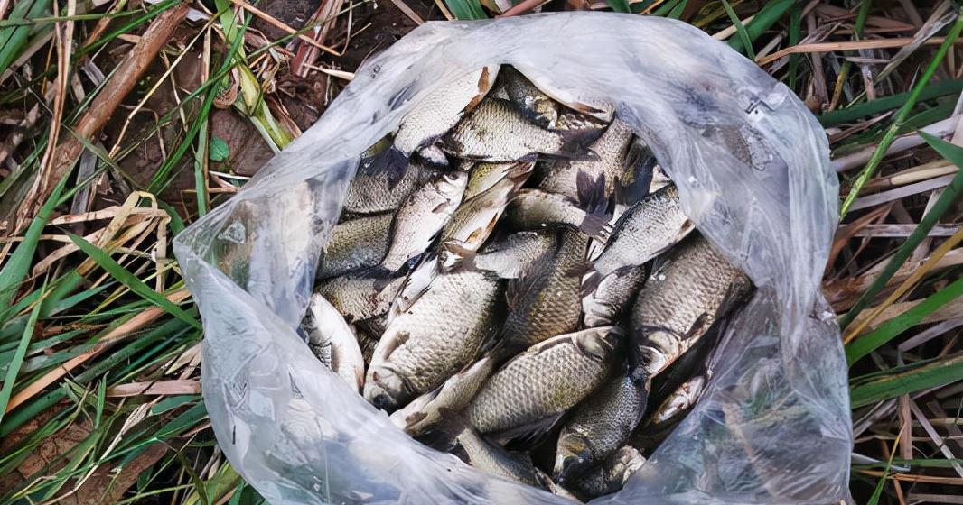 冬天遇到了这两种天气,请假也要去钓鱼,因为大板鲫真的很多