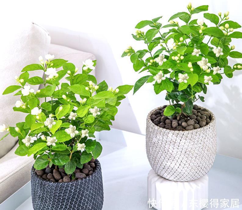 养护|3种花“清新脱俗”,不管养哪一种,都会觉得值得