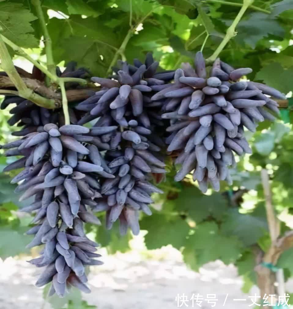 多子多福|冬至后,客厅要有的3种“鸿运果”,寓意生活如意财源广进