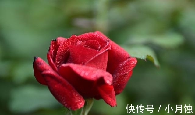 冬季养月季花,做好4要点,顺利越冬,来年开花多又艳