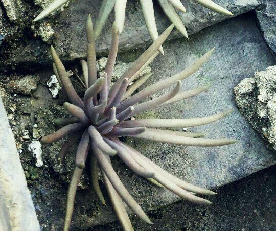 瓦松|老家房上“1种植物”，遇见必采，半年养出50株，家里养了有福气