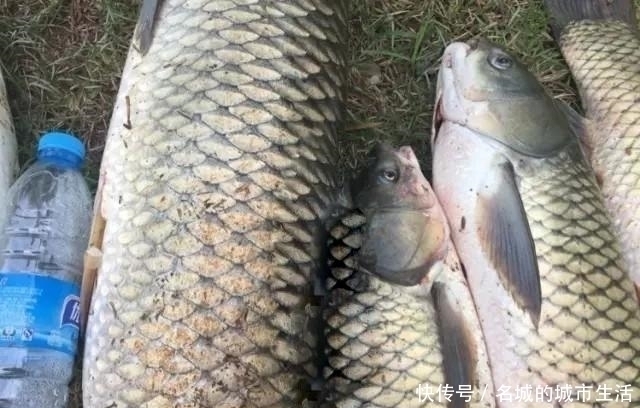 孔隙|都用玉米做钓,别人百斤爆护自己却颗粒无收,这几个原因参考一下