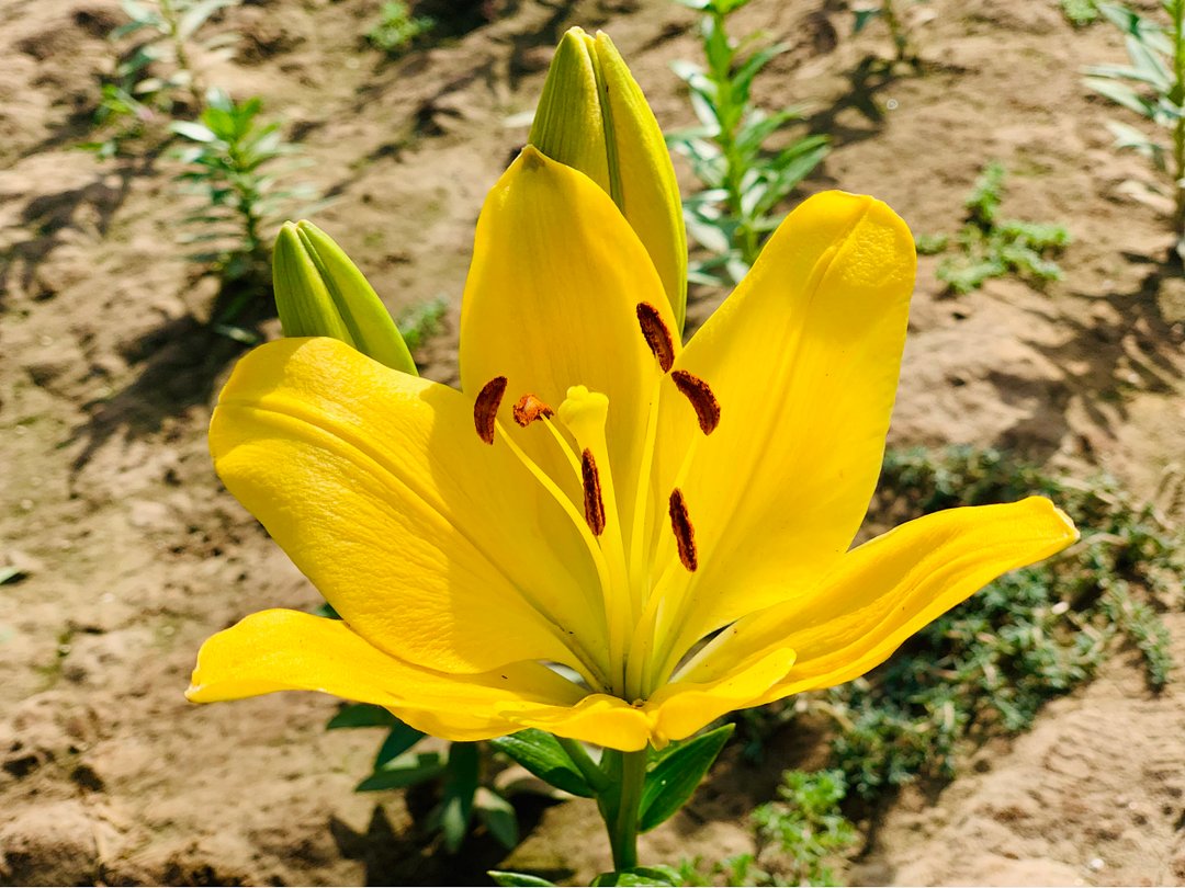 花海|必打卡！临河这些花海已盛开