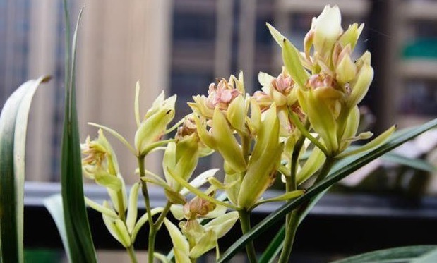 老花农养兰花,用3种植料,兰花不烂根,芽蹭蹭冒,花呼呼开