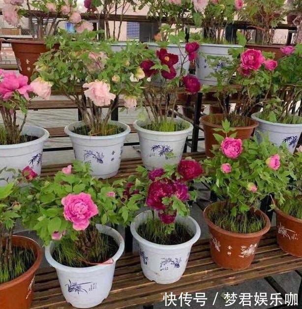 想要在家栽种牡丹花，请牢记3点，花期一到阳台、庭院成花海