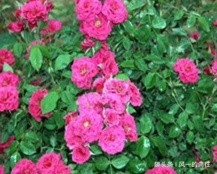 家养月季总是难开花学会这三个小技巧,轻松花开爆满盆