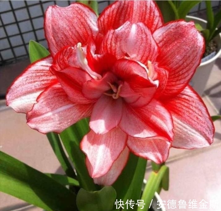 4种漂亮花，阳台开出花海，妖艳妖娆，层层交叠，烂漫迷人眼