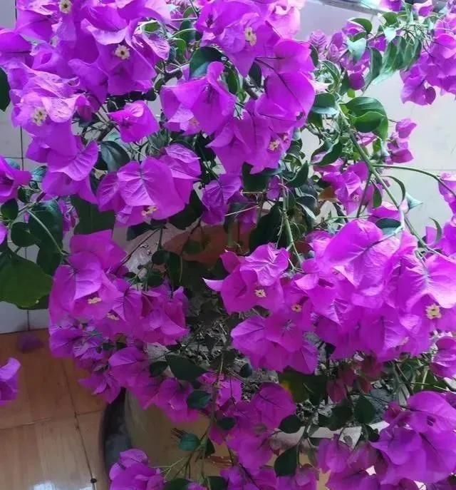 天竺葵|家里养“5种花”，要多“晒一晒”，根壮叶绿、开花不断
