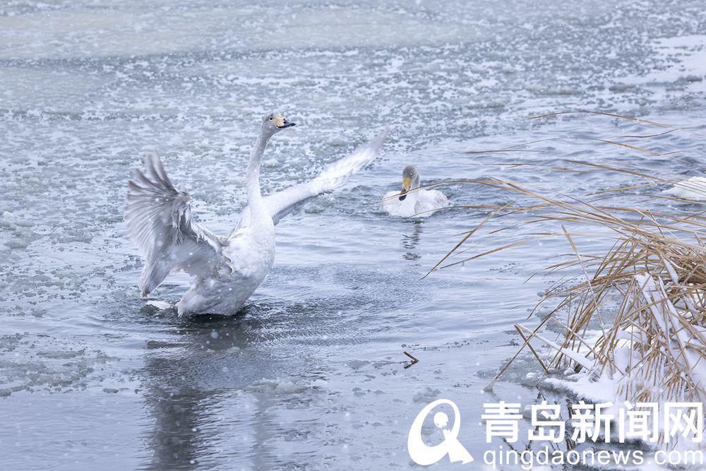 青岛海鸥的邻居 在荣成越冬的大天鹅