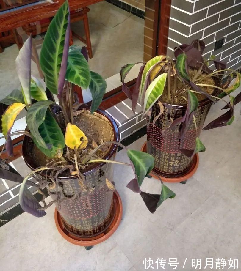 11月，千万别买这种花，养不活惹一肚子气