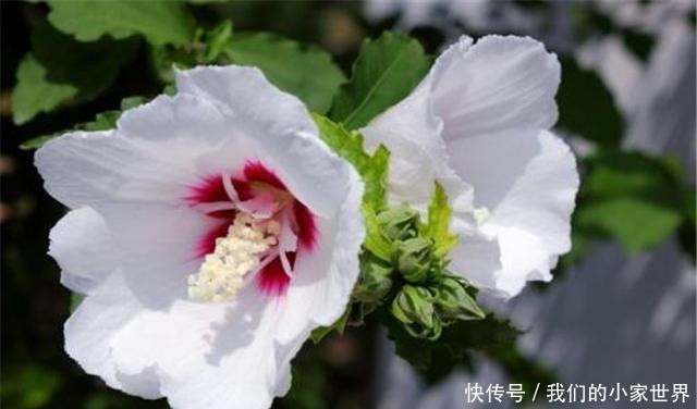 虽是野花，它却能当菜食用，农村还用它来润肺止咳