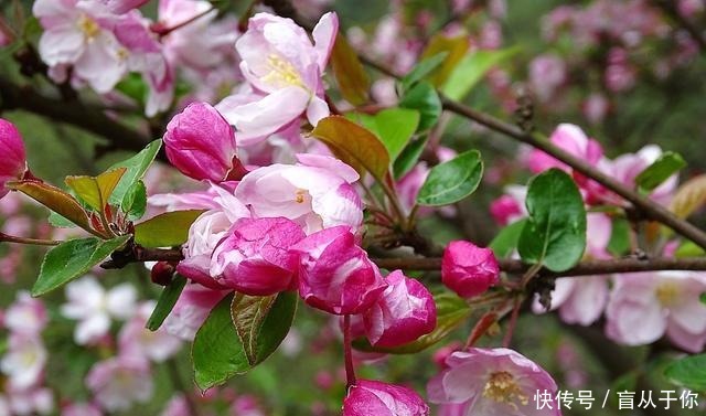 三月海棠烟雨海棠贪睡著,留得一枝春