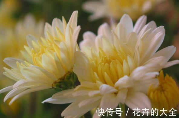 太阳|农历7月7号起,最适合养这些花,花朵小巧玲珑,太阳越晒开花越多