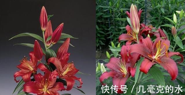 人养花,花亦养人!8种能“吃”的花,漂亮又美味,建议养一盆!