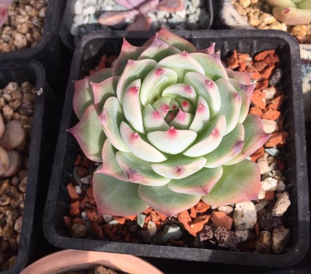 全面分析多肉植物黑腐的原因,清楚这些,不怕多肉养不活长不大