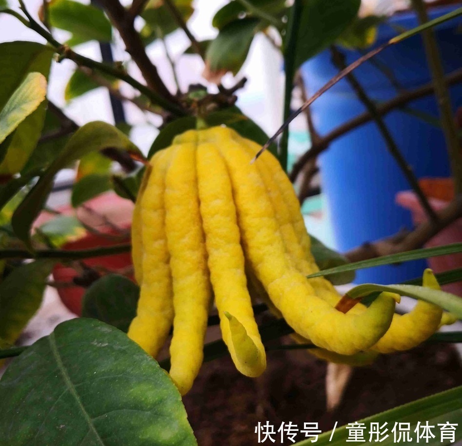 薄荷|养花要学老中医,选5种花养家里能“养人”,都有多种功效