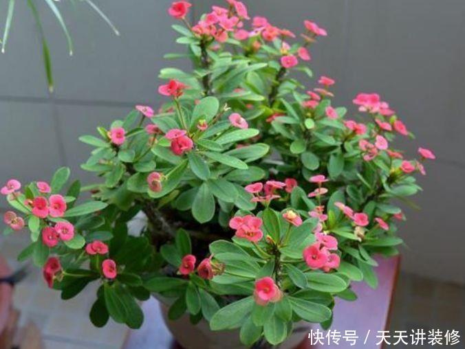 4种花是真正的开花机器,花姿妖娆,姿色艳丽