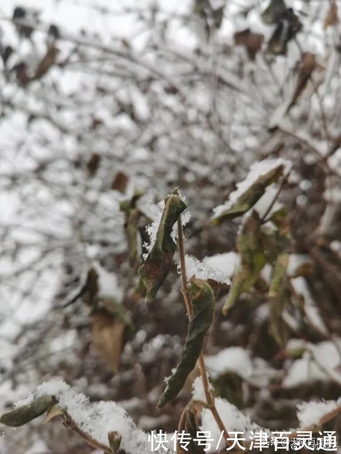 老年|蓟州下雪了！市区还有戏吗？